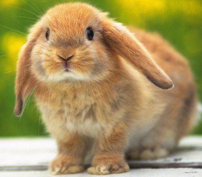 Hová, mész te kis nyulacska, ha végetér az ünnep? - STYLELIFE - Fesztelen mindennapok - húsvét, húsvéti nyuszi, 