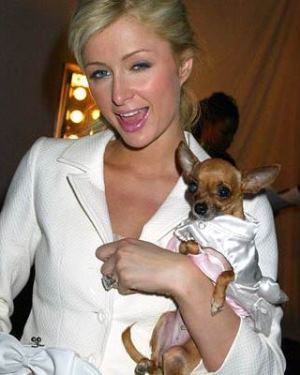 Paris Hilton: Örihari - STYLELIFE -  - bff, celeb, öribari, paris hilton, 