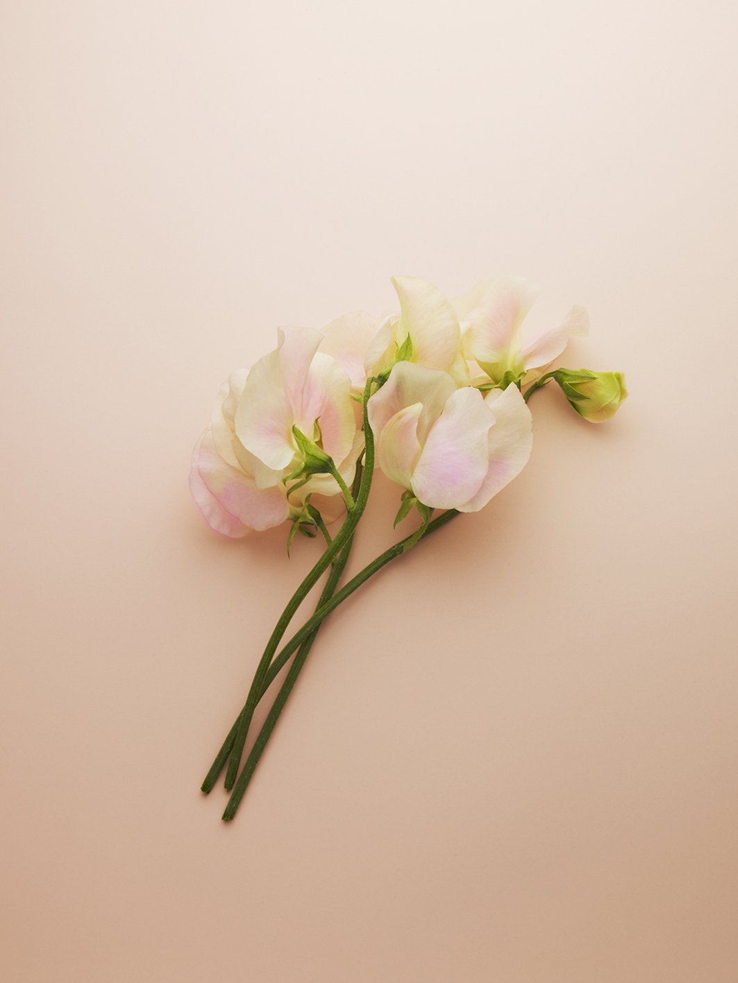 Az ellenállhatatlan ifjú nő új illata - Illatok -  - illat, parfüm, prada, prada parfüm, 