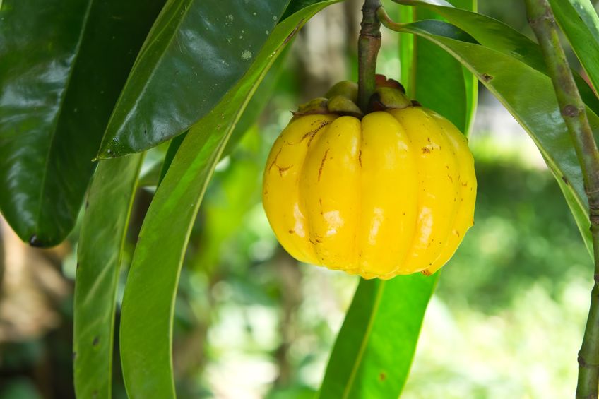 Diétád megmentője: Garcinia - Egészség - Gasztronómia - diéta, diéta étrend, étrend, garcinia, 