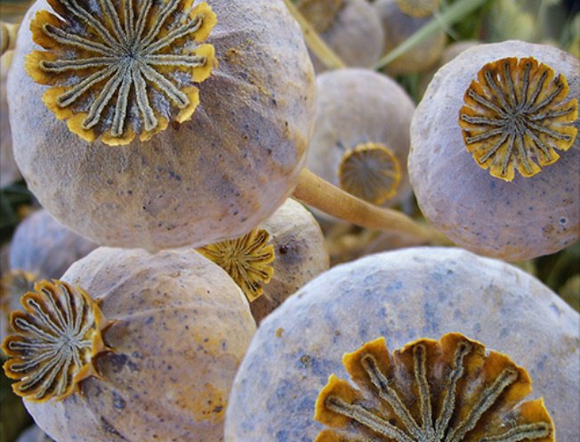 Baba - Mama Fitt: gyümölcsös mákkuglóf - Stylekids - Gasztronómia - mák, mák tápértéke, mákos desszert, 