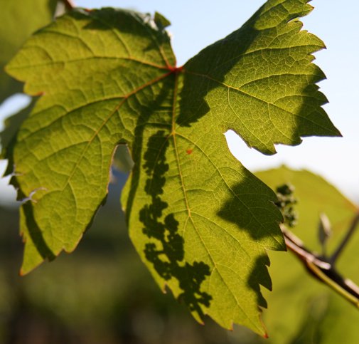 Olaszrizling Október idén először - Rendezvények -  - október, olaszrizling, 