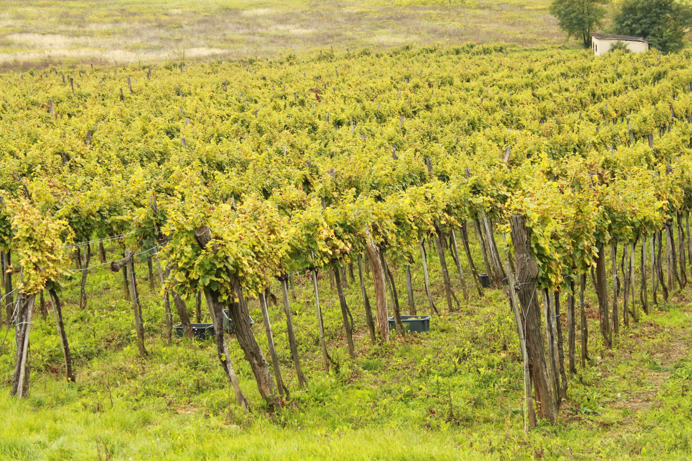 Olaszrizling Október idén először - Rendezvények -  - október, olaszrizling, 