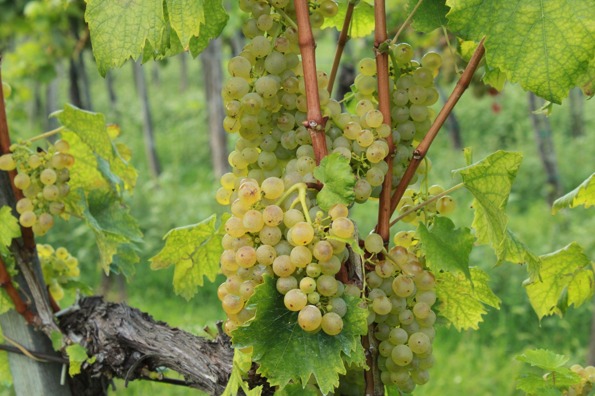 Olaszrizling Október idén először - Rendezvények -  - október, olaszrizling, 