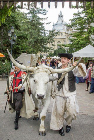 A hal vagy a marha egészségesebb? - Gasztronómia - Rendezvények - atomfutás 2013, szürkemarha vigadalom 2013, 