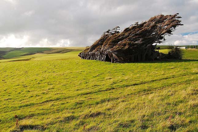 Zord szél előtt görnyednek a fák - STYLELIFE - Utazás - természeti csoda, Új Zéland, utazás, 