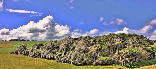 Zord szél előtt görnyednek a fák - STYLELIFE - Utazás - természeti csoda, Új Zéland, utazás, 