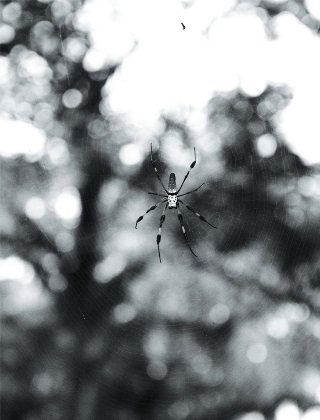 Üvegház hatás - DIVAT&STÍLUS -  - anna cleveland, jalouse, 