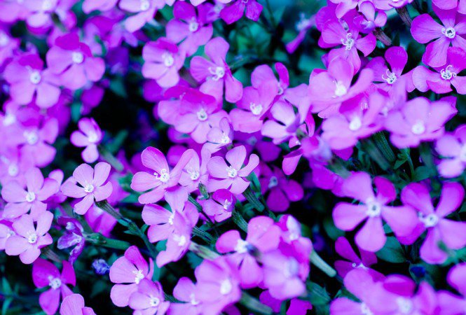 A lila szín - Otthon & Design -  - érdekesség, lila, szín, 