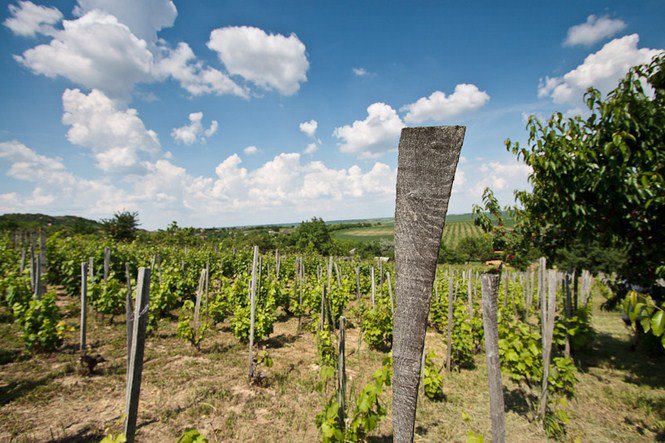 A víz nyugalma - Fesztelen mindennapok -  - érdekességek, fényképépesz, Istvánffy Zoltán, 