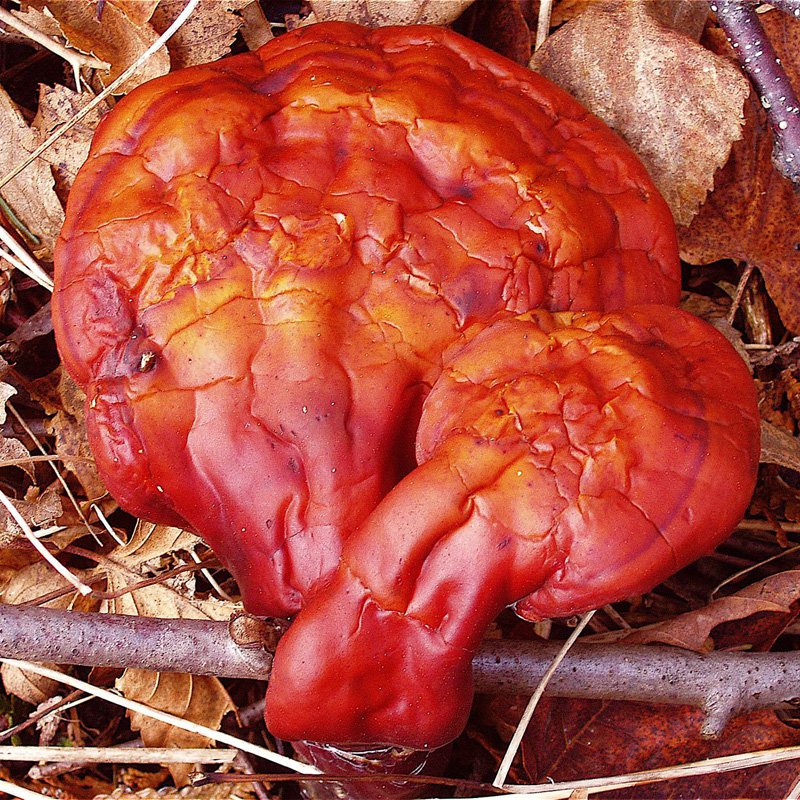A csodagomba - Ganoderma -  -  - egészség, ganoderma, ganoderma gomba, 