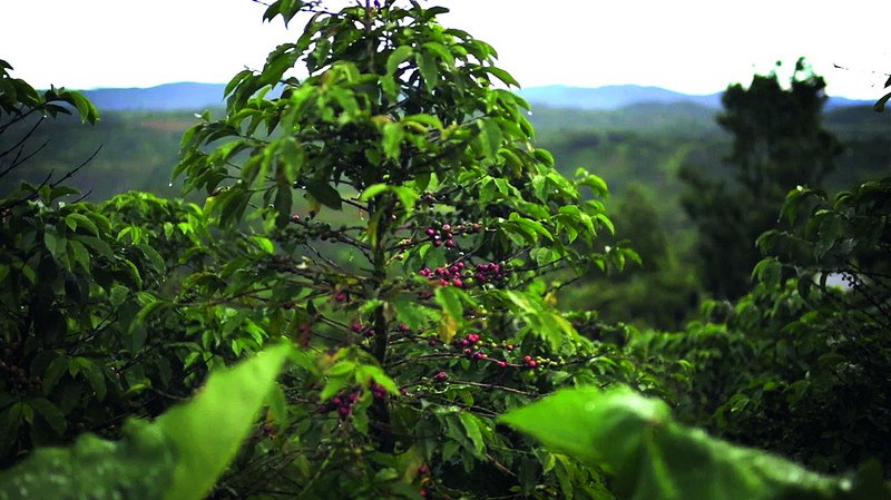 Kávétrendek 2014-ben - STYLENEWS - Rendezvények - andré hoinkis, coffee, kávé, 