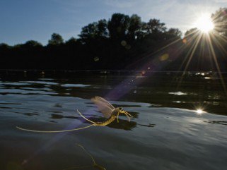 Tiszavirág - Fesztelen mindennapok -  - érdekességek, természetfotó, Tiszavirág, 