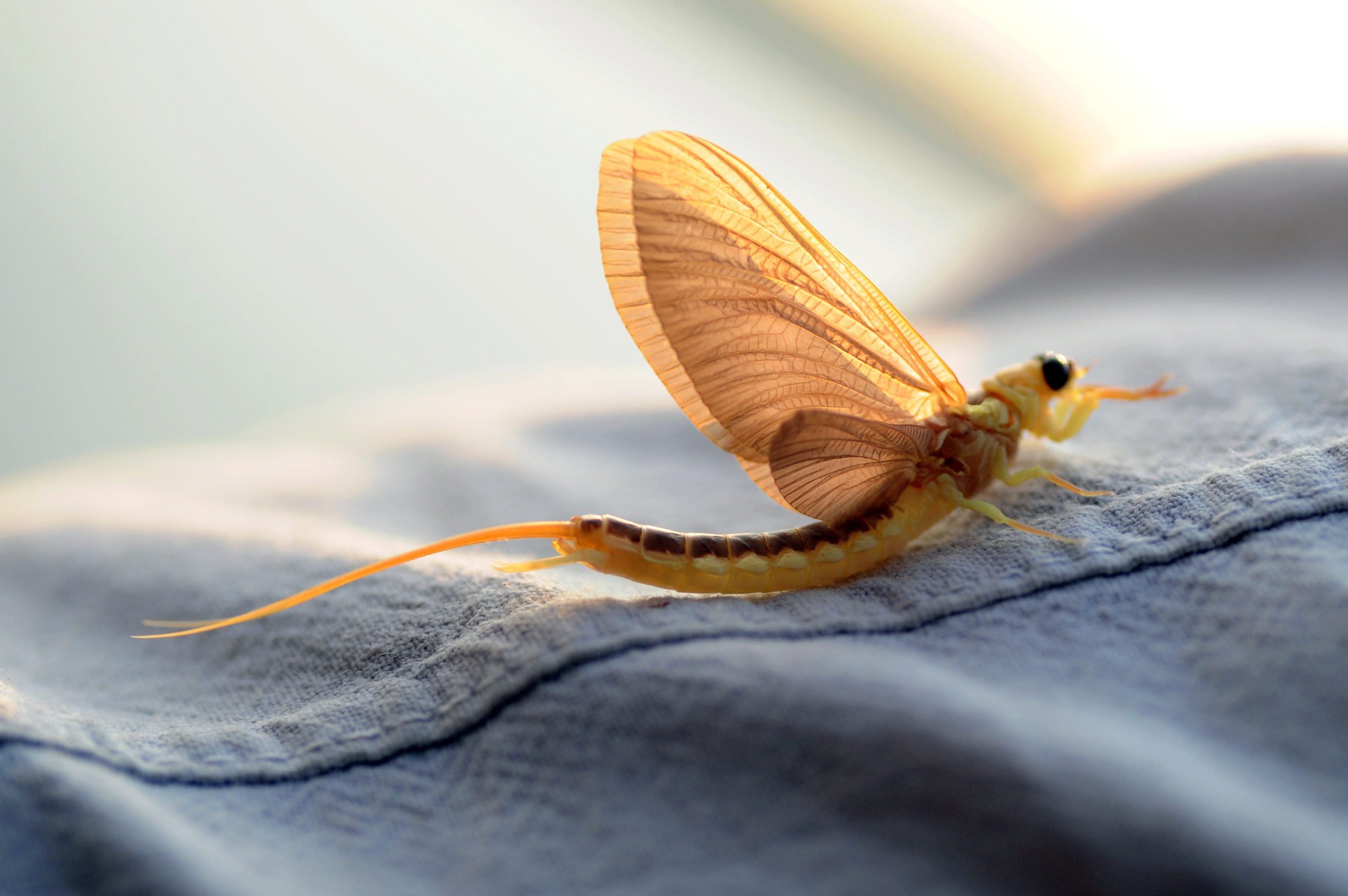 Tiszavirág - Fesztelen mindennapok -  - érdekességek, természetfotó, Tiszavirág, 