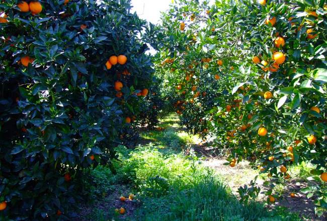 A narancs nemcsak finom - STYLELIFE - Gasztronómia - egészség, gasztronómia, narancs, 