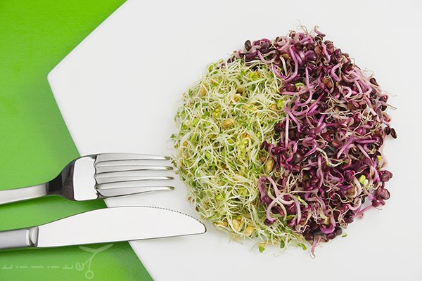 Mi fán terem a csíra I. rész - Stylekids - Gasztronómia - csíra, csírák, csírák tulajdonságai, csíráztatás, csíráztatás otthon, 