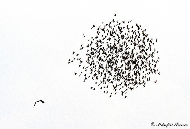 Vadakat terelő juhász - KERESD A NŐT  - Lélekhangok - lélekhangok, novella, 