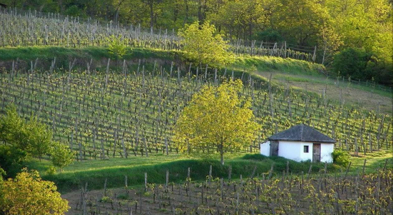 Négy óra Szekszárd Budapesten -  -  - bor, idegenforgalom, szekszárd, 