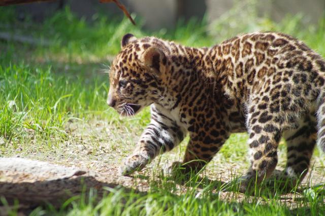 Országunk legnagyobb állatkertjei - Stylekids -  - állatkert, állatkert belépő, állatkerti programok, kultúrpark, vadaspark, 