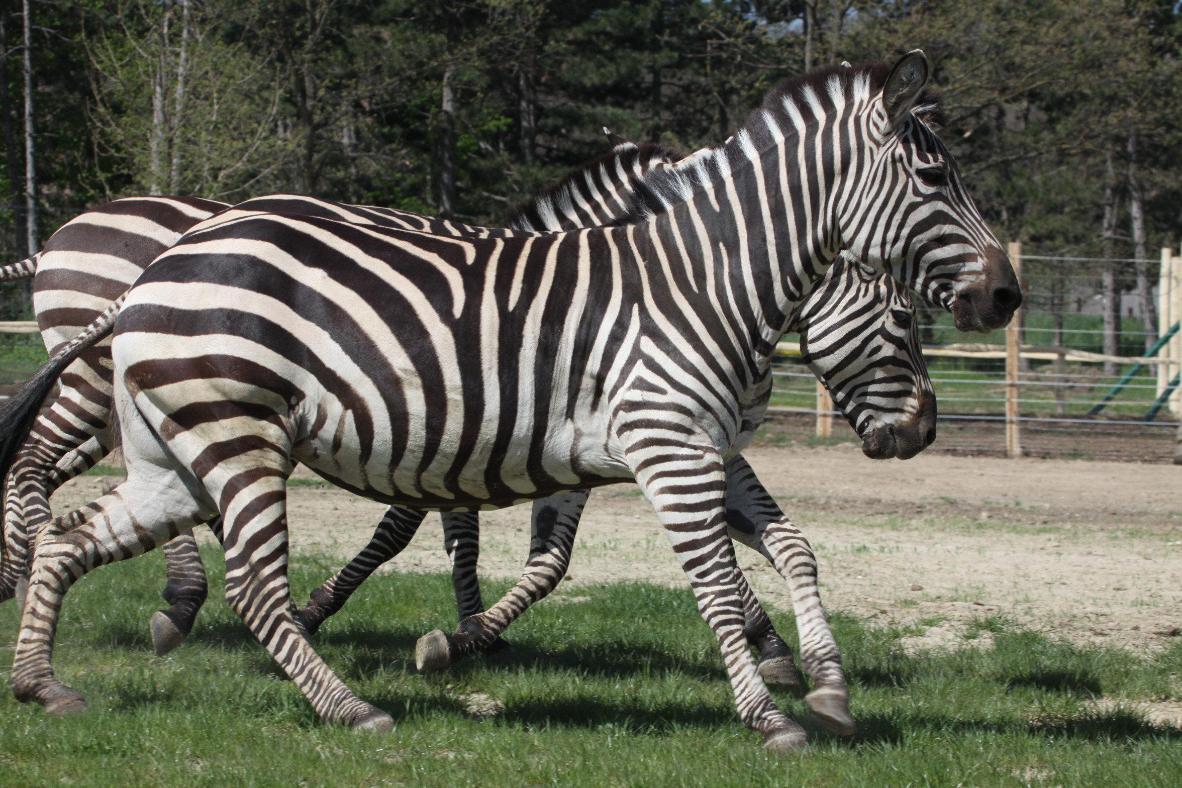 Országunk legnagyobb állatkertjei - Stylekids -  - állatkert, állatkert belépő, állatkerti programok, kultúrpark, vadaspark, 
