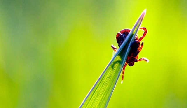 A kullancscsípés húsallergiát okozhat? - KERESD A NŐT  -  - allergia, ételallergia, húsallergia, kullancs csípés, lone star kullancs, 