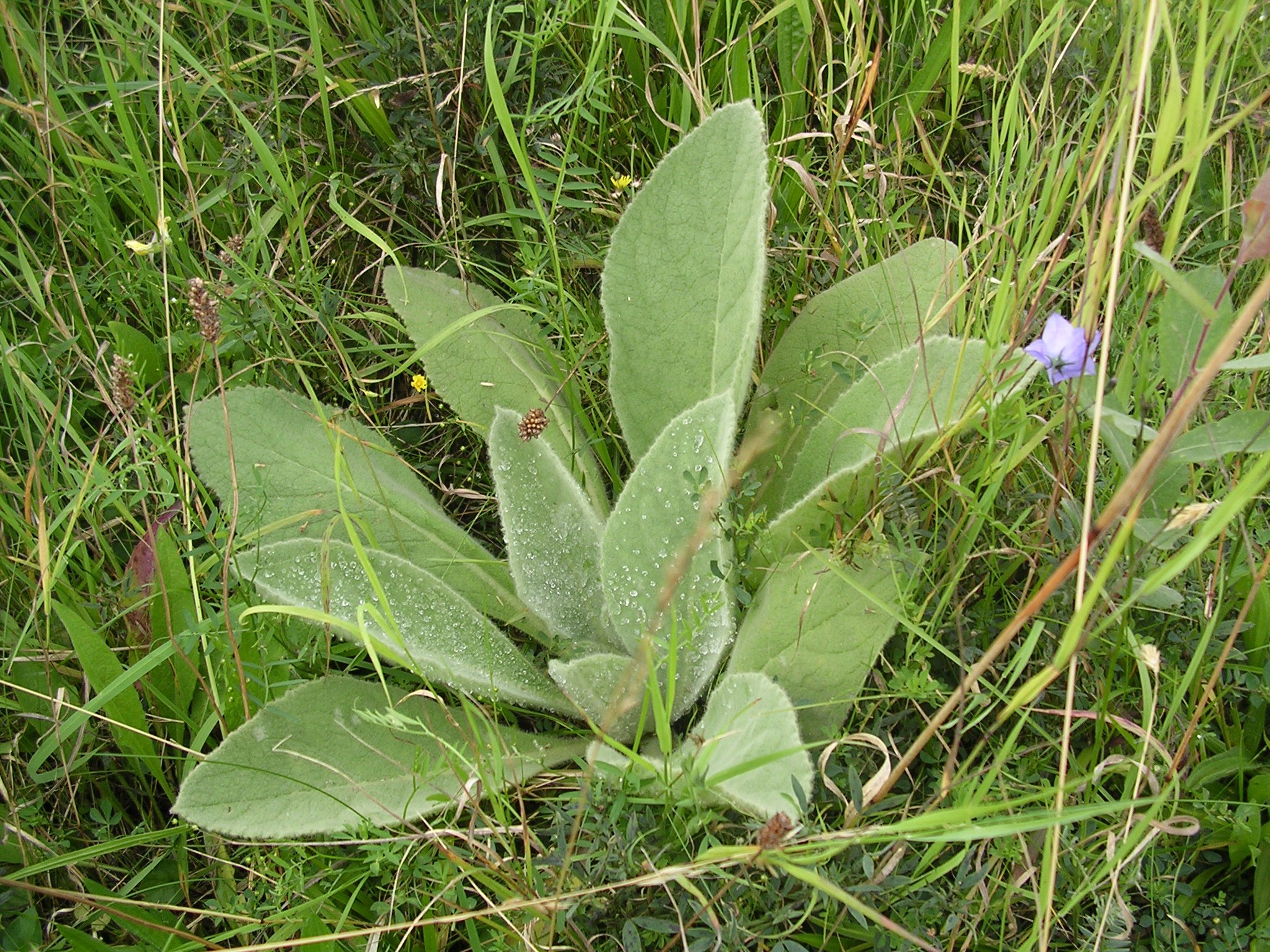 Molyhos ökörfarkkóró -  -  - gyógynövény, Molyhos ökörfarkkóró, táplálkozás, 