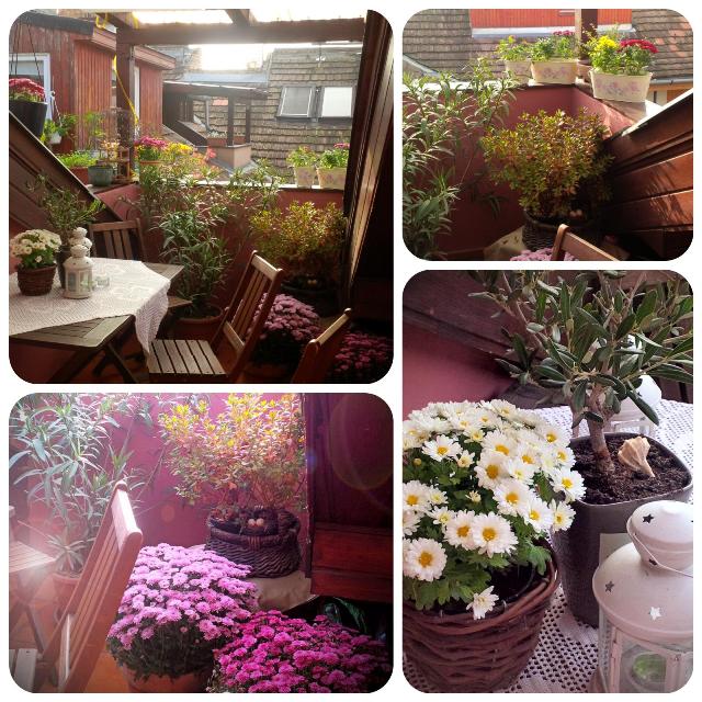 Növényápolási kisokos - Stylekids -  - anyakanyar, kert, növényápolás, 