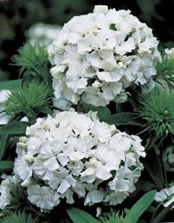 Egy hercegnő csokra - Esküvő - Fesztelen mindennapok - esküvő, esküvői csokor, hercegnő, Kate Middleton, 