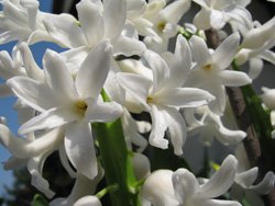 Egy hercegnő csokra - Esküvő - Fesztelen mindennapok - esküvő, esküvői csokor, hercegnő, Kate Middleton, 