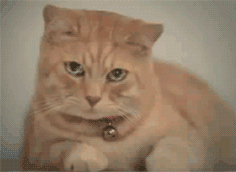 Hétfői gif challenge 01/19 - DIVAT&STÍLUS - Celebrity - gif challenge, molnár dorka, the sense, 