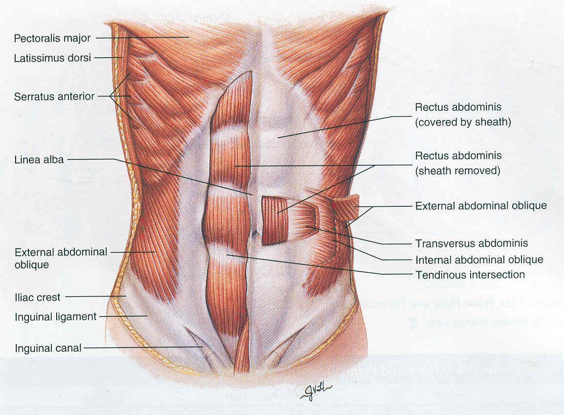 Fáj a derekad? Ez is segíthet! - Egészség -  - core izmok, edzés, hasizom, hátizom, 