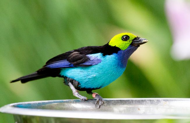 A világ legszebb madarai - STYLENEWS -  - állatvilág, érdekességek, madarak, természet, 