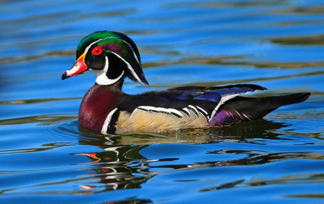 A világ legszebb madarai - STYLENEWS -  - állatvilág, érdekességek, madarak, természet, 