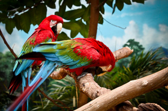 A világ legszebb madarai - STYLENEWS -  - állatvilág, érdekességek, madarak, természet, 