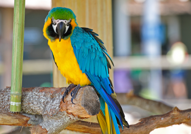 A világ legszebb madarai - STYLENEWS -  - állatvilág, érdekességek, madarak, természet, 