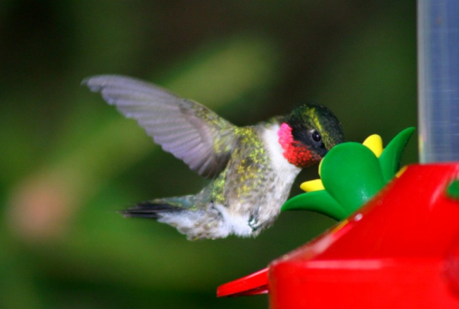 A világ legszebb madarai - STYLENEWS -  - állatvilág, érdekességek, madarak, természet, 