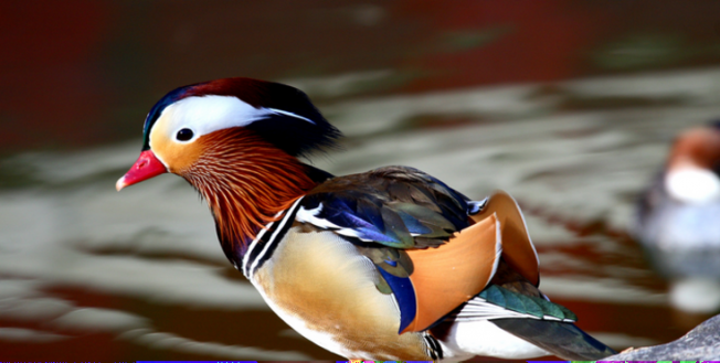 A világ legszebb madarai - STYLENEWS -  - állatvilág, érdekességek, madarak, természet, 