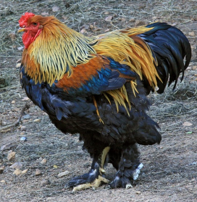 A világ legszebb madarai - STYLENEWS -  - állatvilág, érdekességek, madarak, természet, 