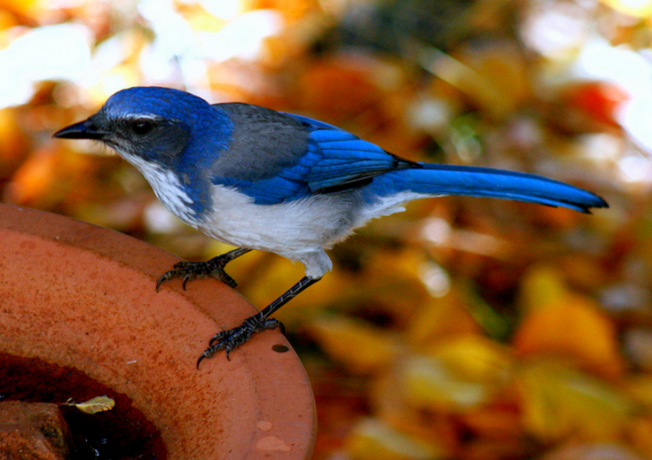 A világ legszebb madarai - STYLENEWS -  - állatvilág, érdekességek, madarak, természet, 