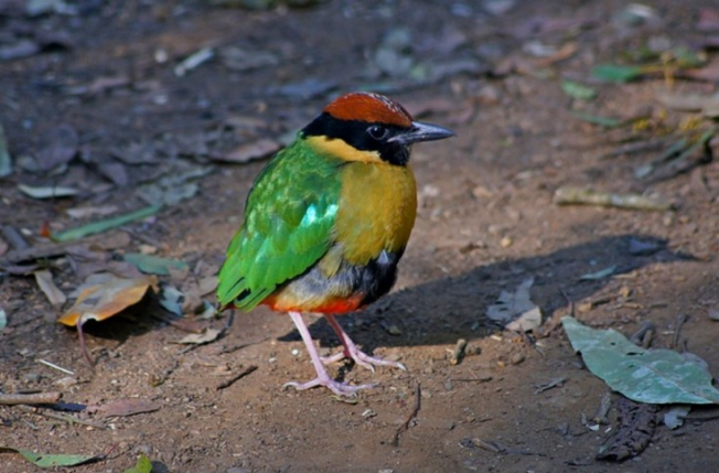 A világ legszebb madarai - STYLENEWS -  - állatvilág, érdekességek, madarak, természet, 
