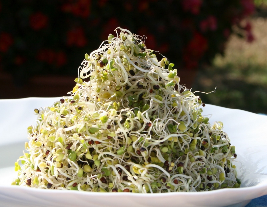 Csíra kavalkád -  -  - csíra, csíráztatás, egészség, vitamin, 