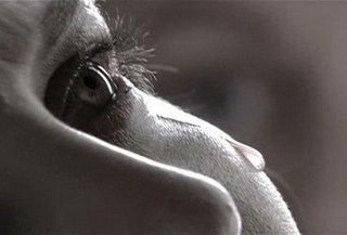 Ha egy nő sírni kezd - Fesztelen mindennapok -  - érdekességek, férfiak, könny, könycsepp, nő, sírás, síró nő, szaglás, tesztoszteron, 