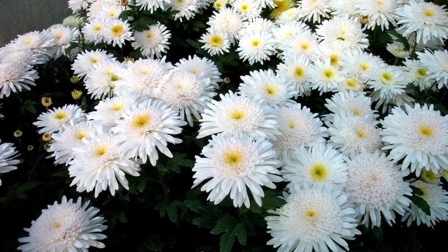 Szobanövények, amelyek tisztítják a levegőt - STYLELIFE -  - egészség, levegő, növény, otthon, tisztítás, 