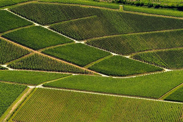 Borháború Tokaj és Sárospatak között -  -  - Bor, borvidék, Sárospatak, Tokaj, 