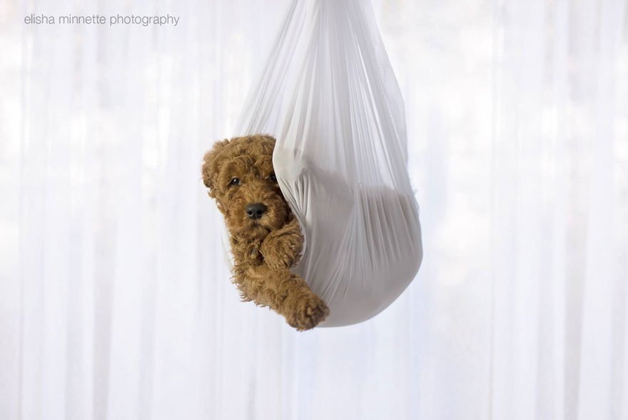 Újszülött fotózás, kicsit másképp! - STYLENEWS - Kultúr-kitérő - baba kérdés, Elizeus Minette, házaspár, háziállat, kiskedvenc, kutya, újszülött, 