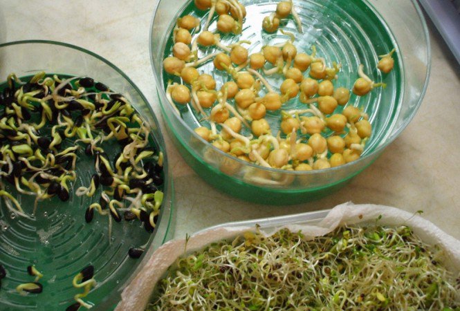 Csíra kavalkád -  -  - csíra, csíráztatás, egészség, vitamin, 