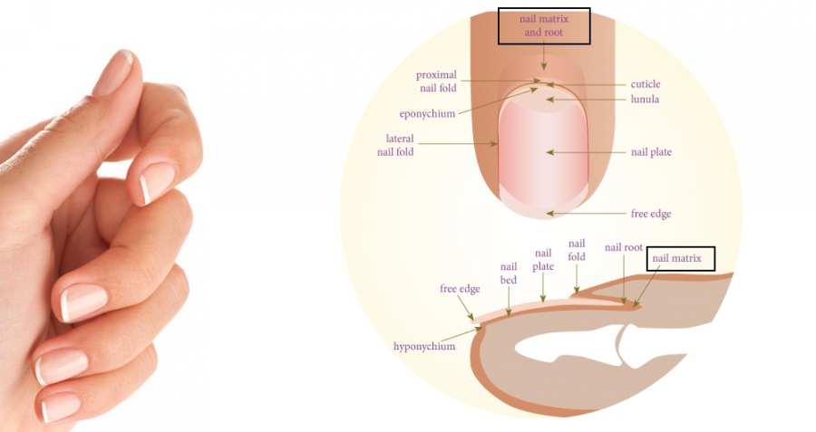 Ettől nő gyorsan, egészségesen a körmöd! - SZÉPSÉG - STYLELIFE - bőr, kéz, kézápolás, köröm, körömápolás, mátrix, 
