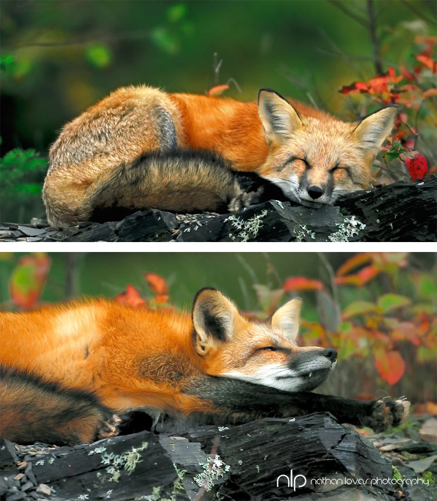 Állatok az őszi természetben - STYLENEWS -  - 