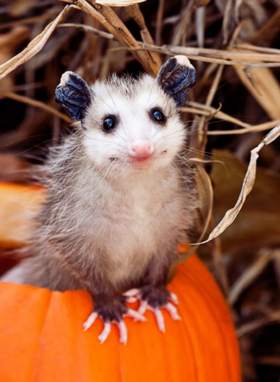 Állatok az őszi természetben - STYLENEWS -  - állatok, fotók, képek, ősz, természet, 