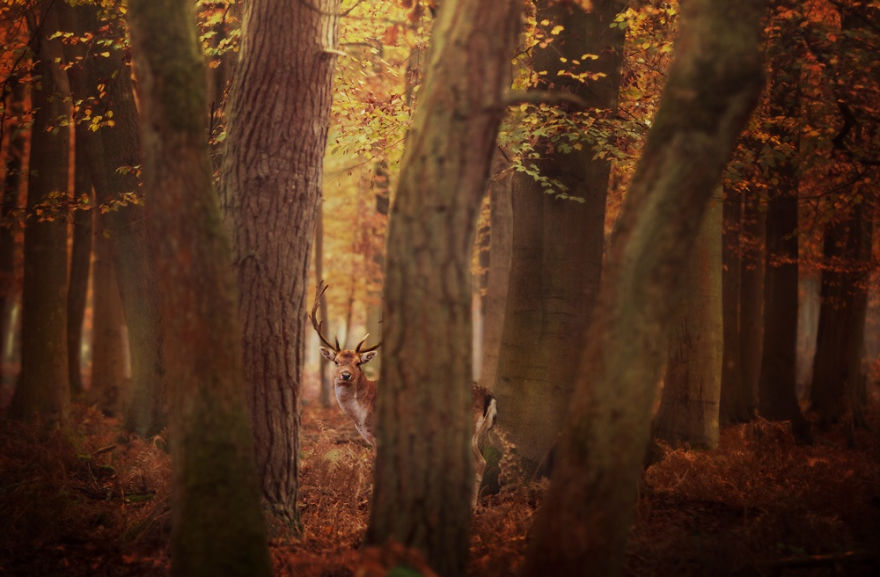 Állatok az őszi természetben - STYLENEWS -  - 